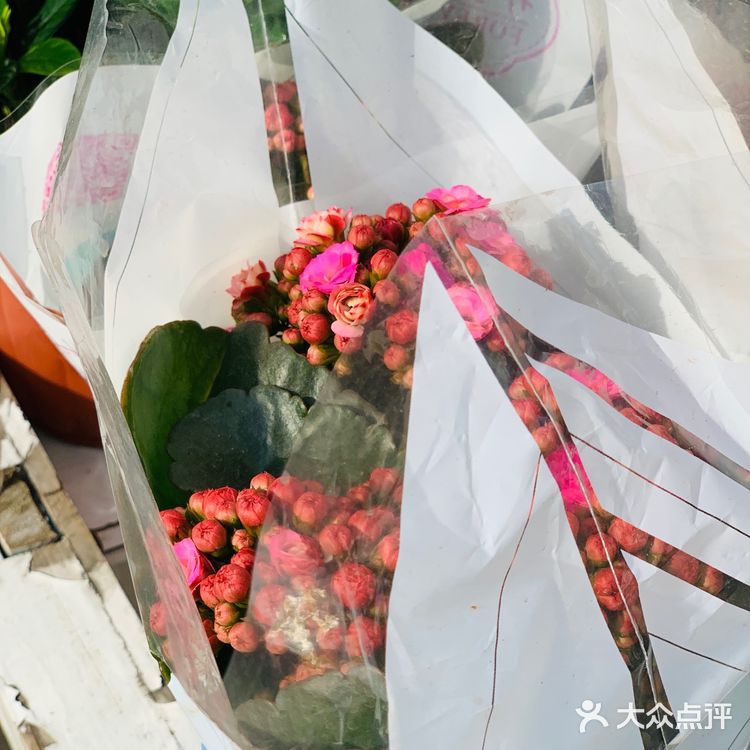 🌸春天来了，大家注意到路边的花都已经开了吗？