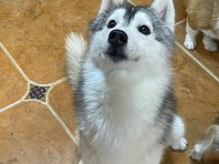 -柯斗斗主题餐厅·狗咖·围炉煮茶·茶饮(国瑞升平里店)