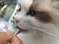 -喵喵咪呀布偶猫咖(春熙路店)