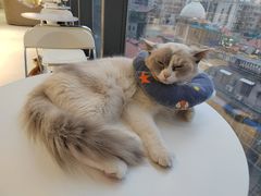 -怪兽屋·羊驼·猫咖·狗咖(俊华广场店)