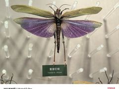-国家自然博物馆