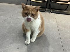 -伟伟宠物医院·CT影像中心·瑞派犬猫综合性门诊(汉口总院)