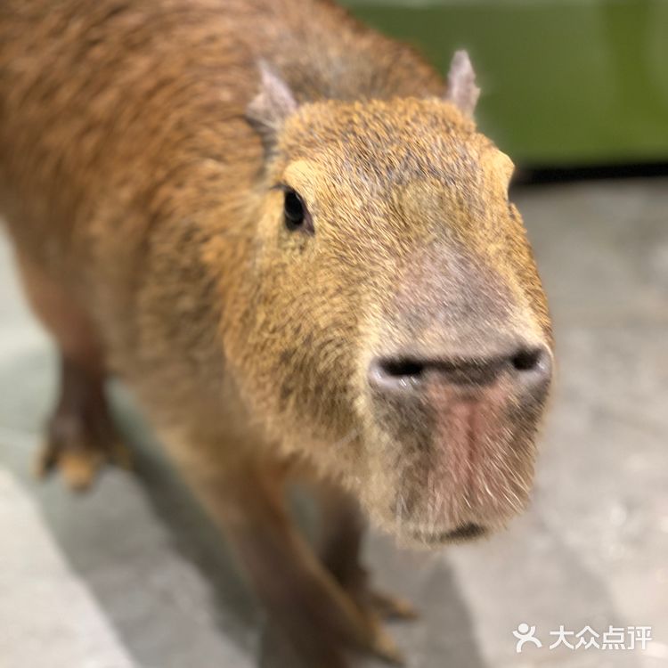 福田萌宠店｜性价比高，周末快来rua它们