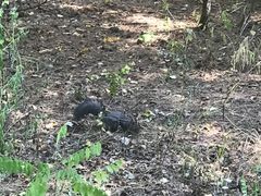 -帽儿山国家森林公园