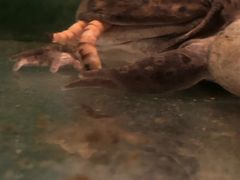 -上海大自然野生昆虫馆(东方明珠·爬宠昆虫探索中心)