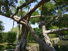 -胡里山炮台