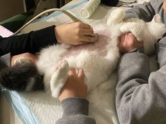 -瑞鹏宠物医院·超声·骨科·奇麟分院(蜀都万达店)