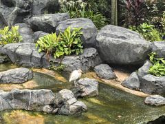 -吉隆坡雀鸟公园