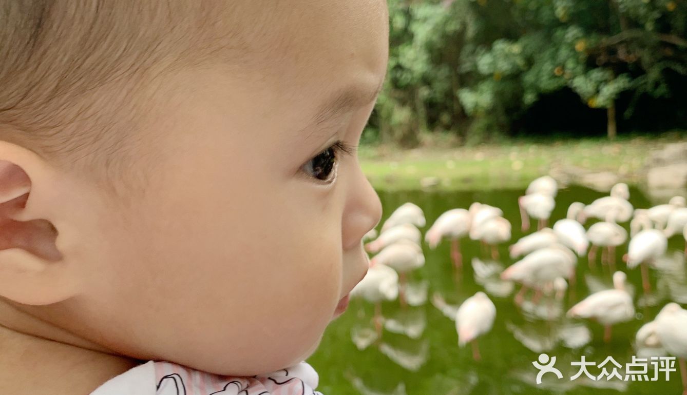 遛娃｜广州动物园20元的快乐