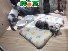 -屋虎猫馆(宝安大仟里店)
