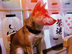 -柴迷FANS CLUB·柴犬狗咖·猫咖