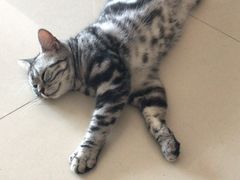 -安安宠医宠物医院·异宠·犬猫内科(岳阳分院)