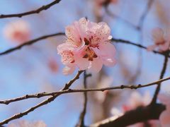 -桃花堤公园