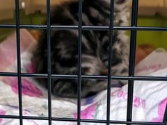 -纳吉亚猫专科动物诊疗中心(蒋宅口分院)