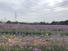 -紫颐香薰山谷景区