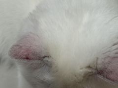 -芭比堂动物医院·24小时·眼科中心(深圳中心)