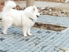 -宠福鑫康馨动物医院·骨科·眼科
