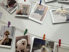 -瑞派康怡24h宠物医院·犬猫医疗中心·微创绝育(瑞景分院)