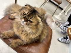 -共舞时光猫咖·狗咖(新街口店)