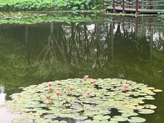 -陈家山荷花公园