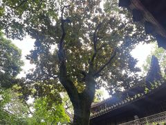 -天一阁博物院