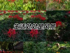 -西安大兴善寺