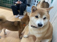 -是阿柴呀！柴犬咖啡·爱喵喵猫咖