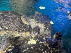 -烟台海昌鲸鲨海洋公园