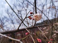 -卧龙中华大熊猫苑神树坪基地