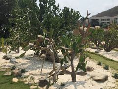 三亚凯莱仙人掌度假酒店-三亚亚龙湾凯莱仙人掌度假酒店