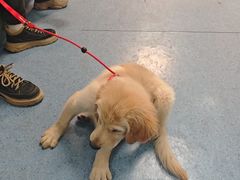 -顺强宠物诊所·狂犬免疫·夜诊·骨科(嘉定店)