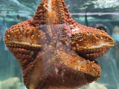 -太平洋海底世界