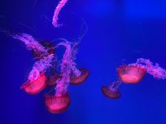 -芜湖新华联大白鲸海洋公园