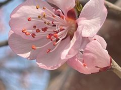 -春风习习