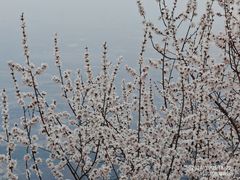 -香山公园