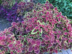 -武清南湖绿博园