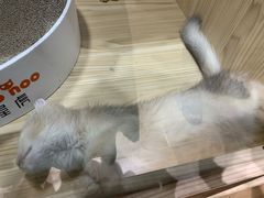-屋虎猫馆(宝安大仟里店)