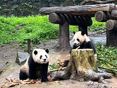 -都江堰中华大熊猫苑