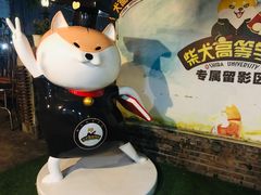 -柴犬高等学院·狗咖·柴犬售卖·宠物训练