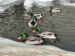 -新疆天山野生动物园