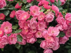 -上海滨江森林公园