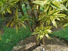 -中国科学院西双版纳热带植物园