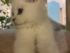 -屋虎猫馆(宝安大仟里店)