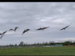 -盐城丹顶鹤湿地生态旅游区