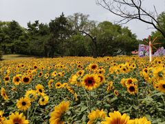 -沈阳植物园