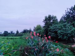 景点-三圣花乡旅游区