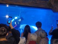 -烟台海昌鲸鲨海洋公园