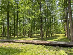 -黄海国家森林公园