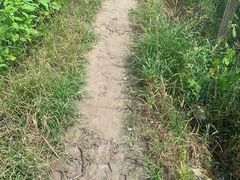 -南汇新场正宗水蜜桃采摘