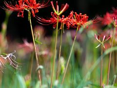 -白塘生态植物园